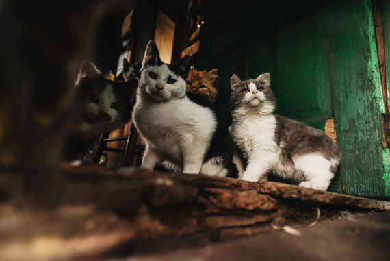 Plusieurs chats errants groupés à l'intérieur d'une habitation